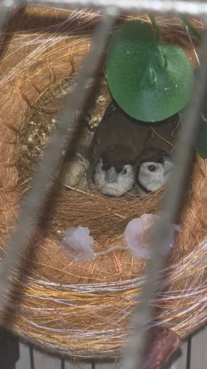 Finches  - Hex, star ,owl - Image 4