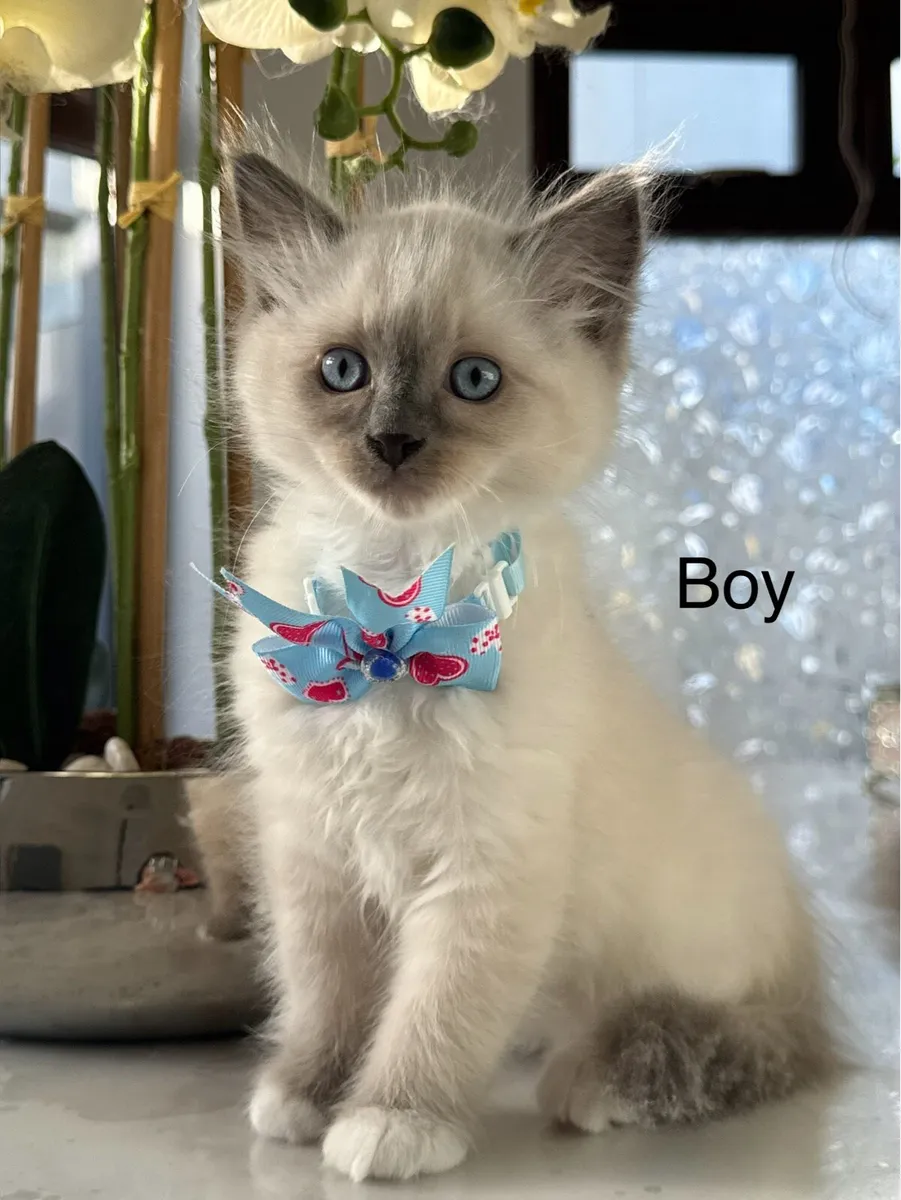 Ragdoll kittens - Image 1