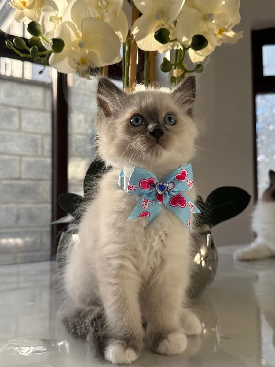 Ragdoll kittens - Image 2