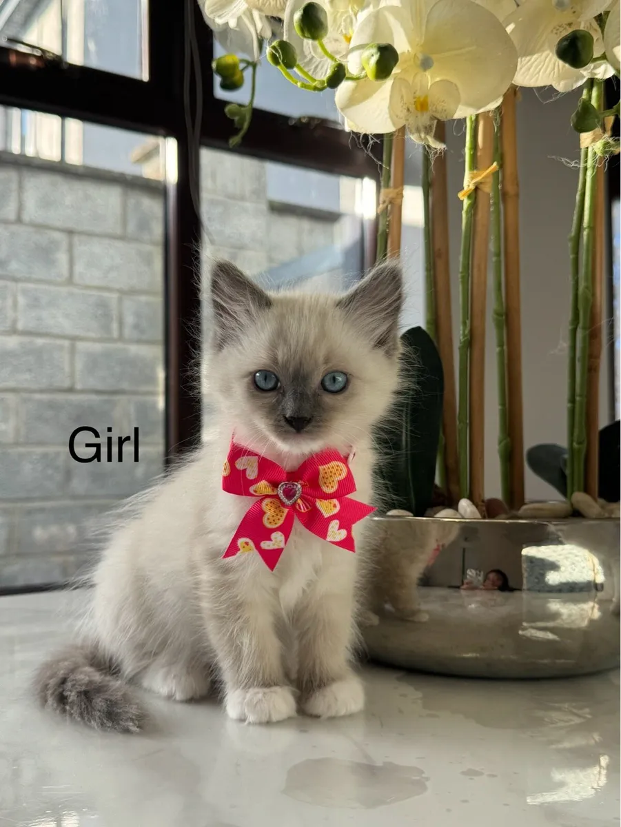 Ragdoll kittens - Image 3