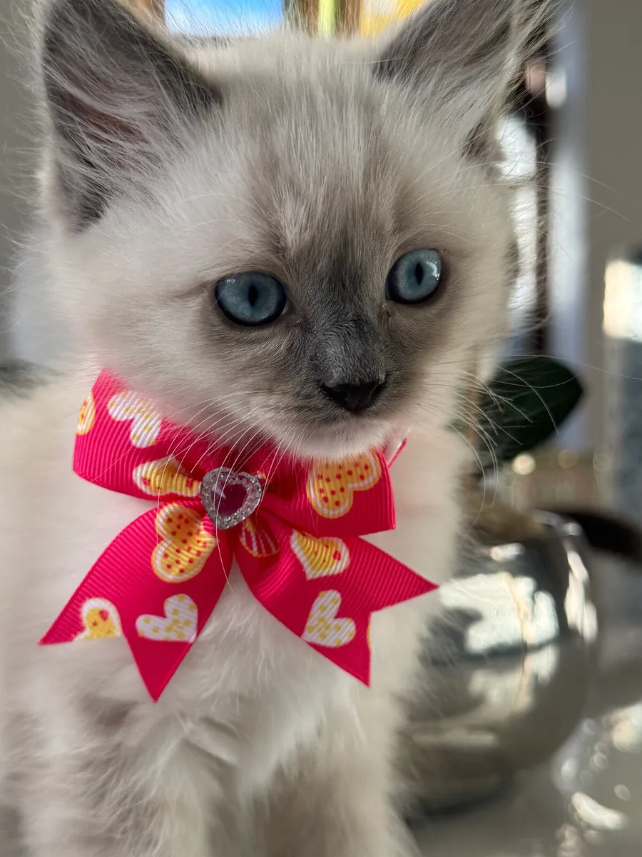 Ragdoll kittens - Image 4