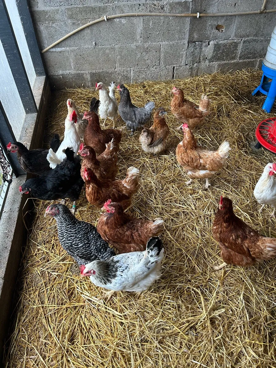 Hens for sale - Image 1