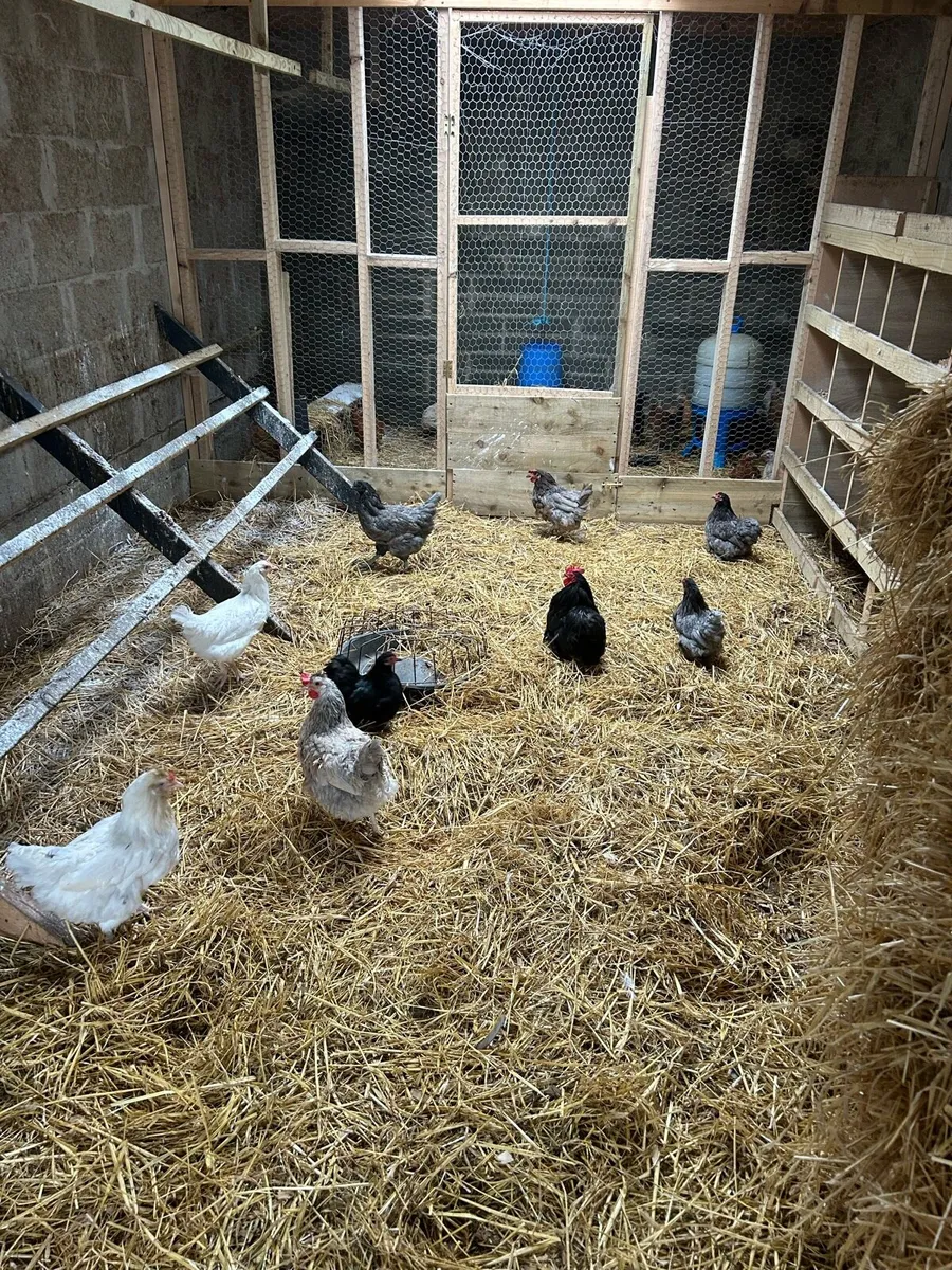 Hens for sale - Image 2