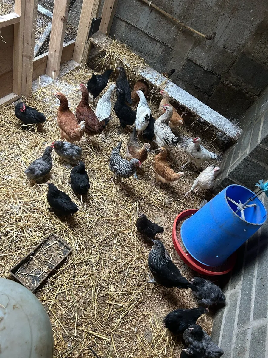 Hens for sale - Image 3