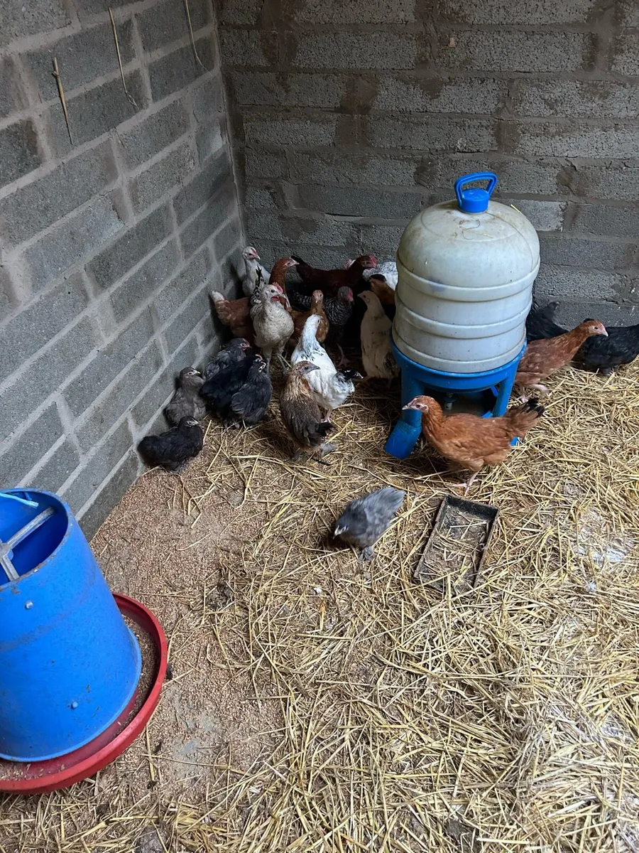 Hens for sale - Image 4