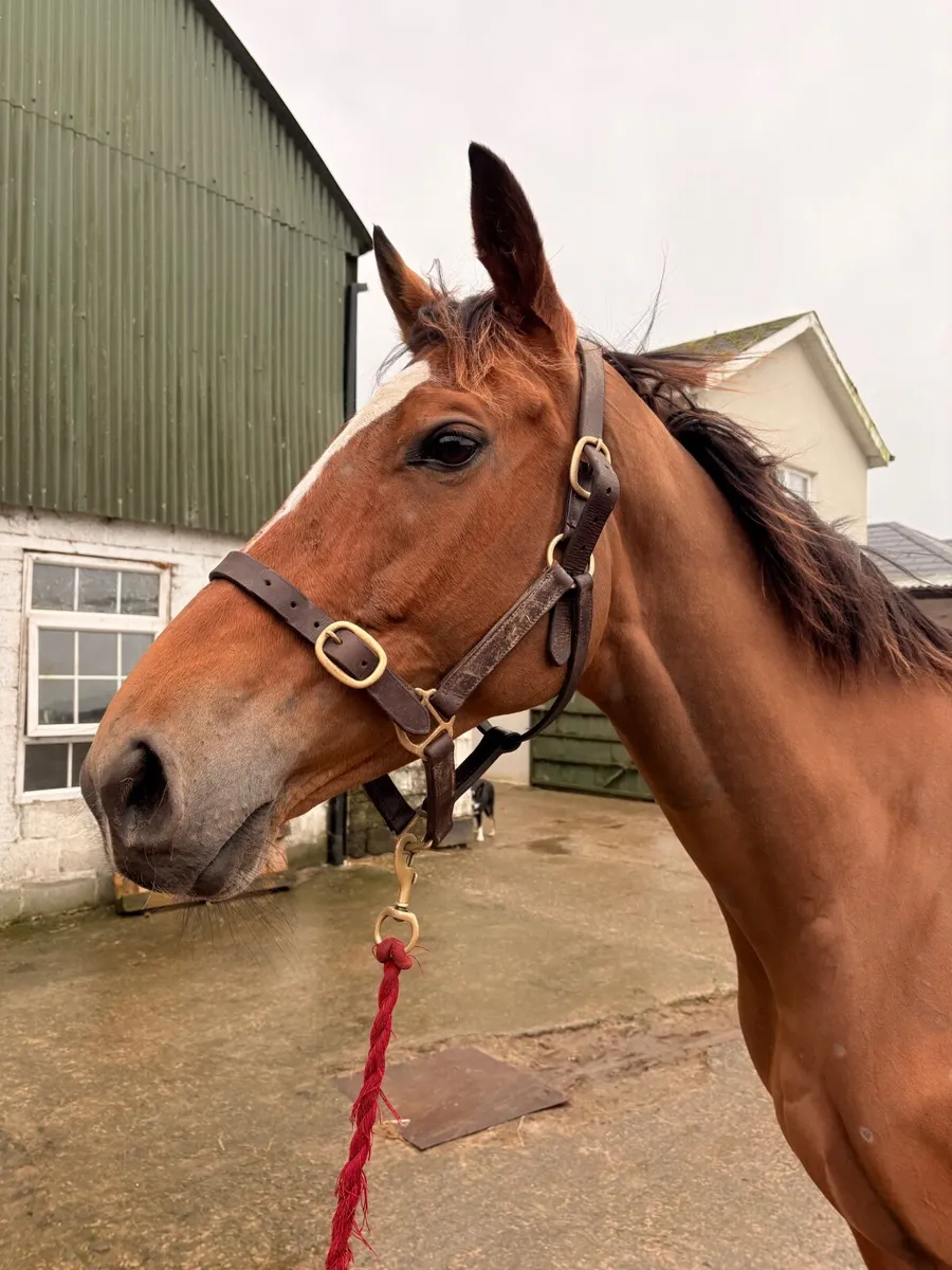 6 year old Mare - Image 2