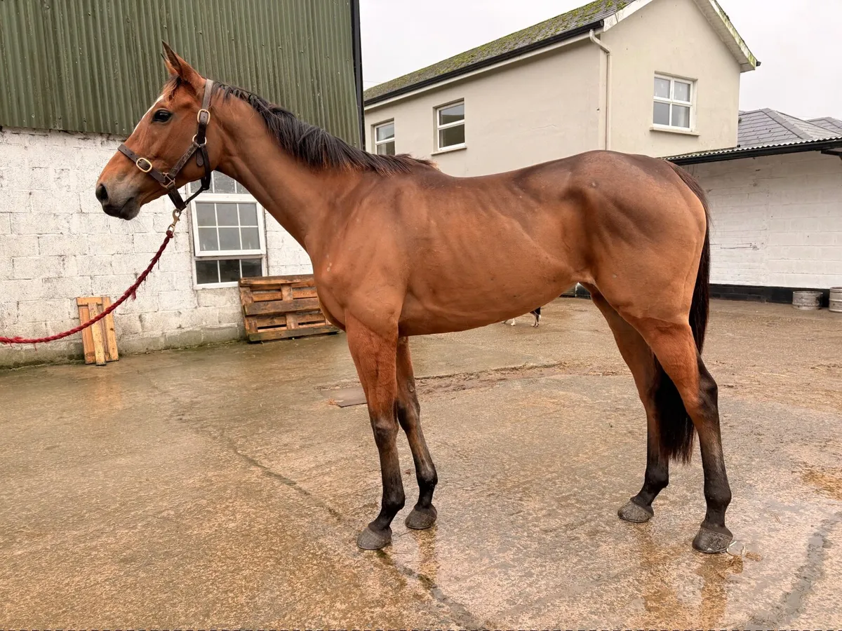 6 year old Mare - Image 1