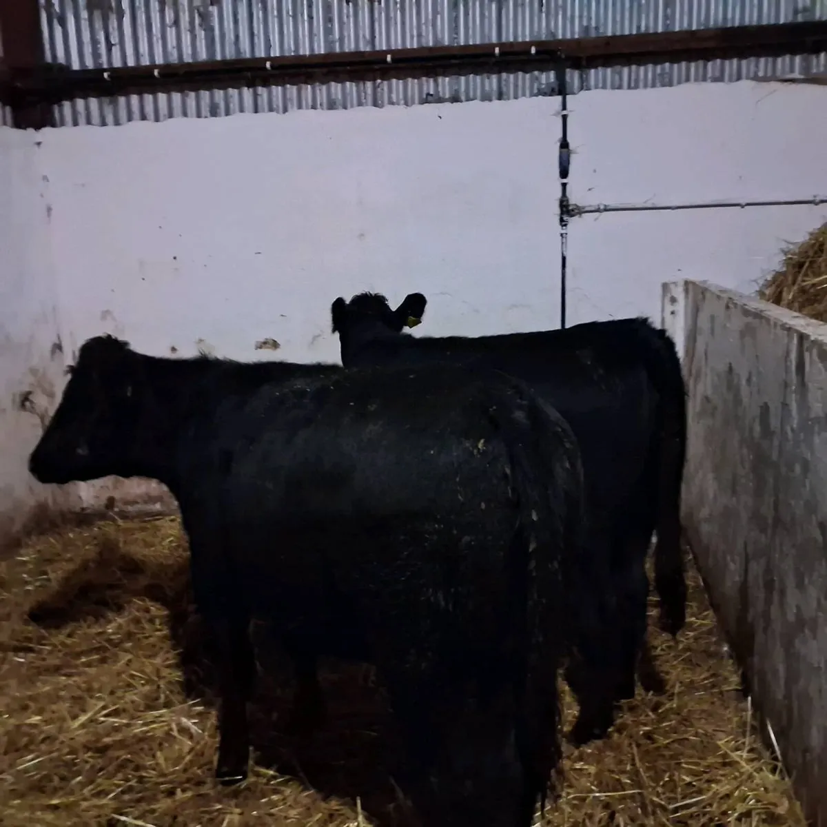 Organic heifer weanlings - Image 2