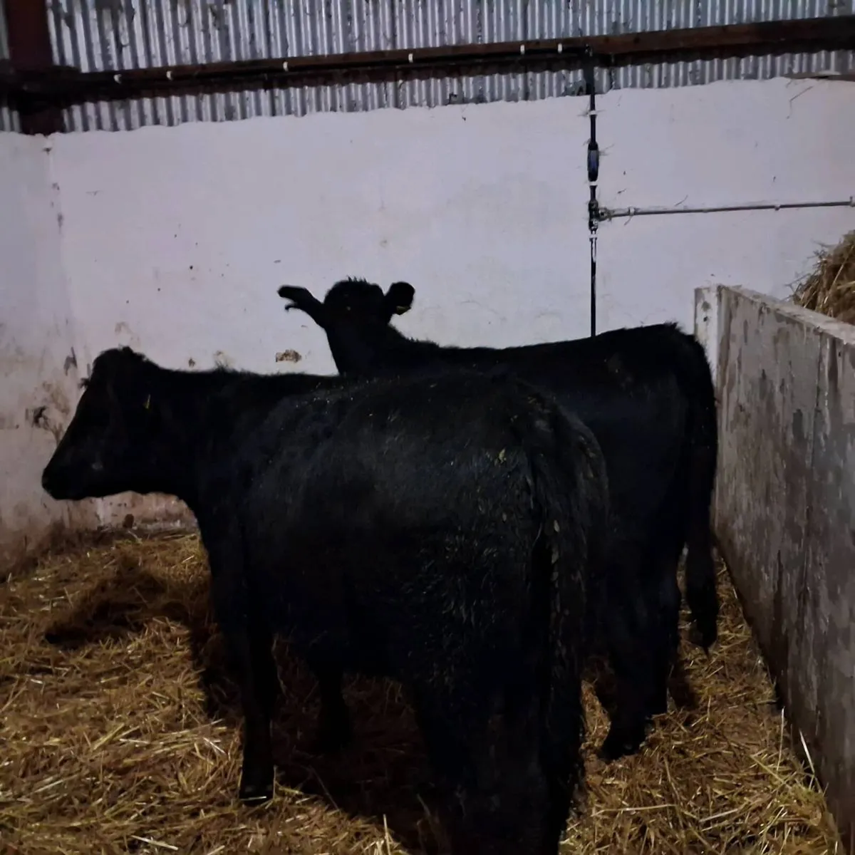 Organic heifer weanlings - Image 3