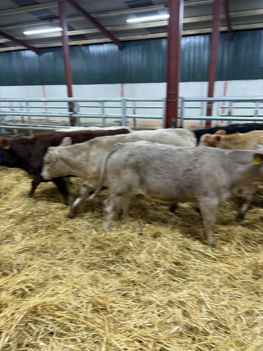 Charolais and lim heifers - Image 2