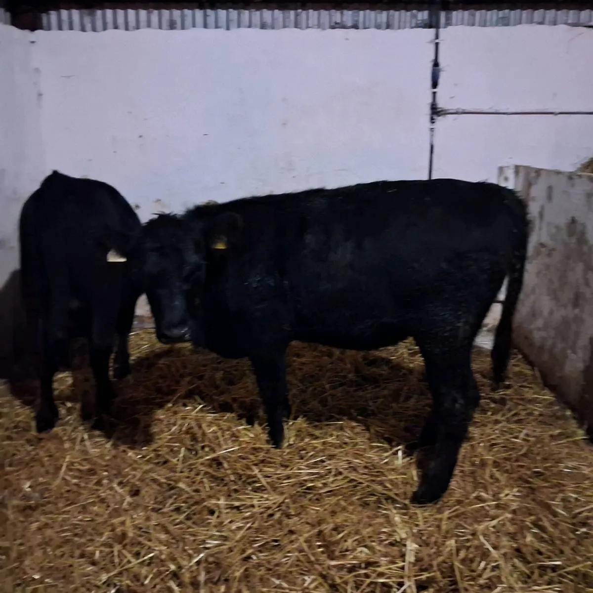 Organic heifer weanlings - Image 1
