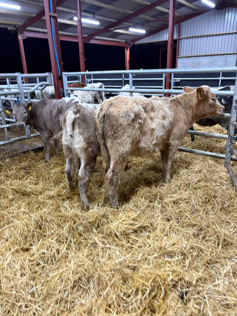 Charolais and lim heifers - Image 3