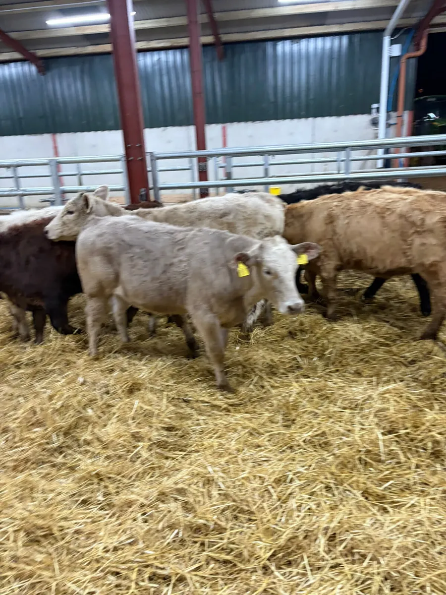 Charolais and lim heifers - Image 1