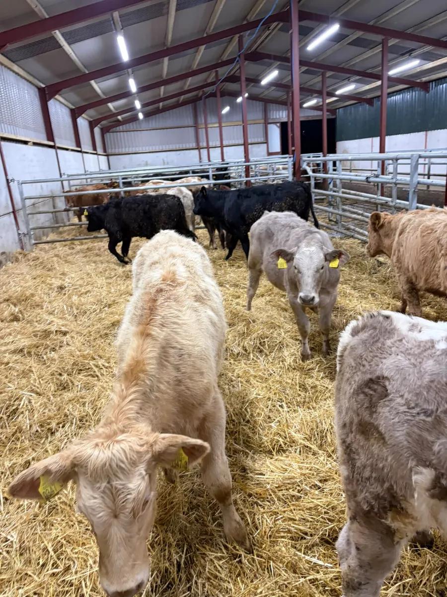Charolais and lim heifers - Image 4