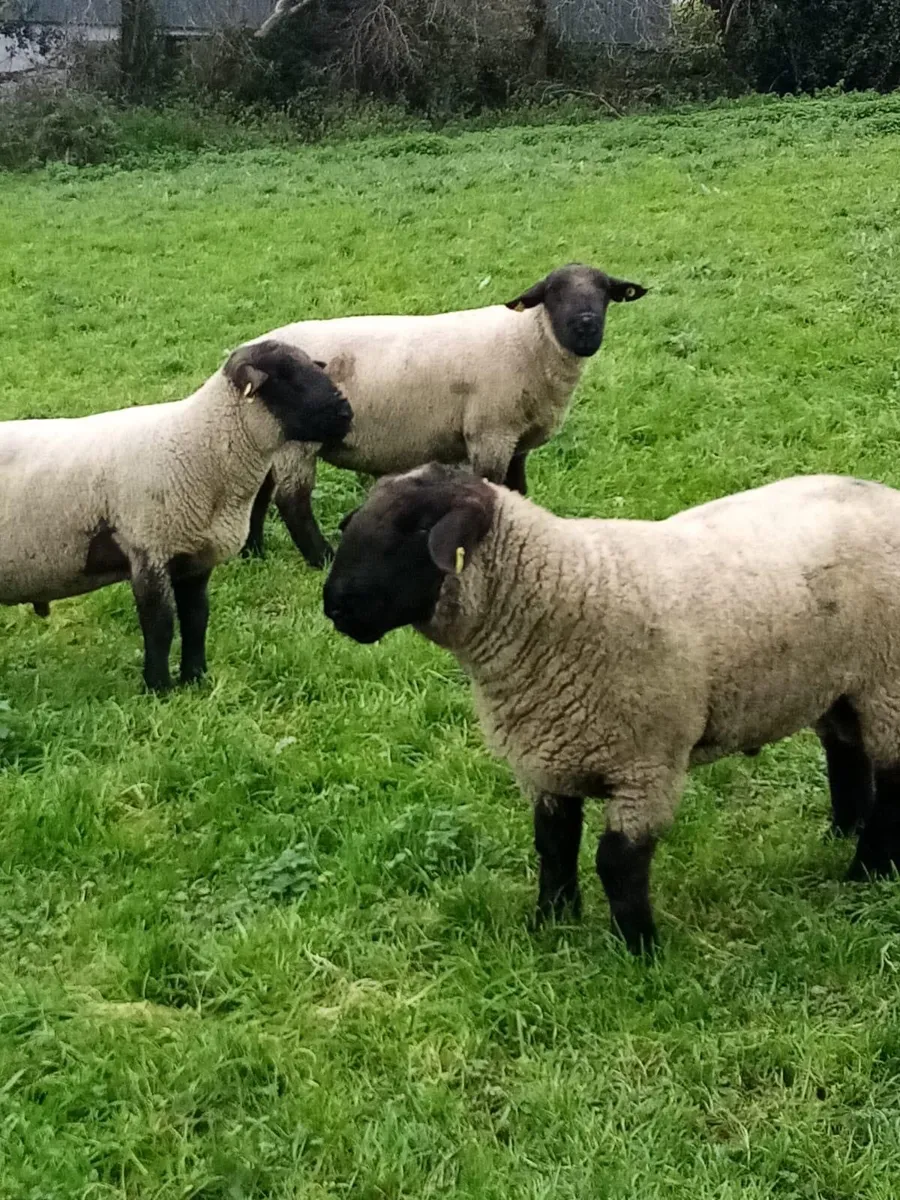 Cheviot Texel Suffolk Charollis Rams look - Image 3