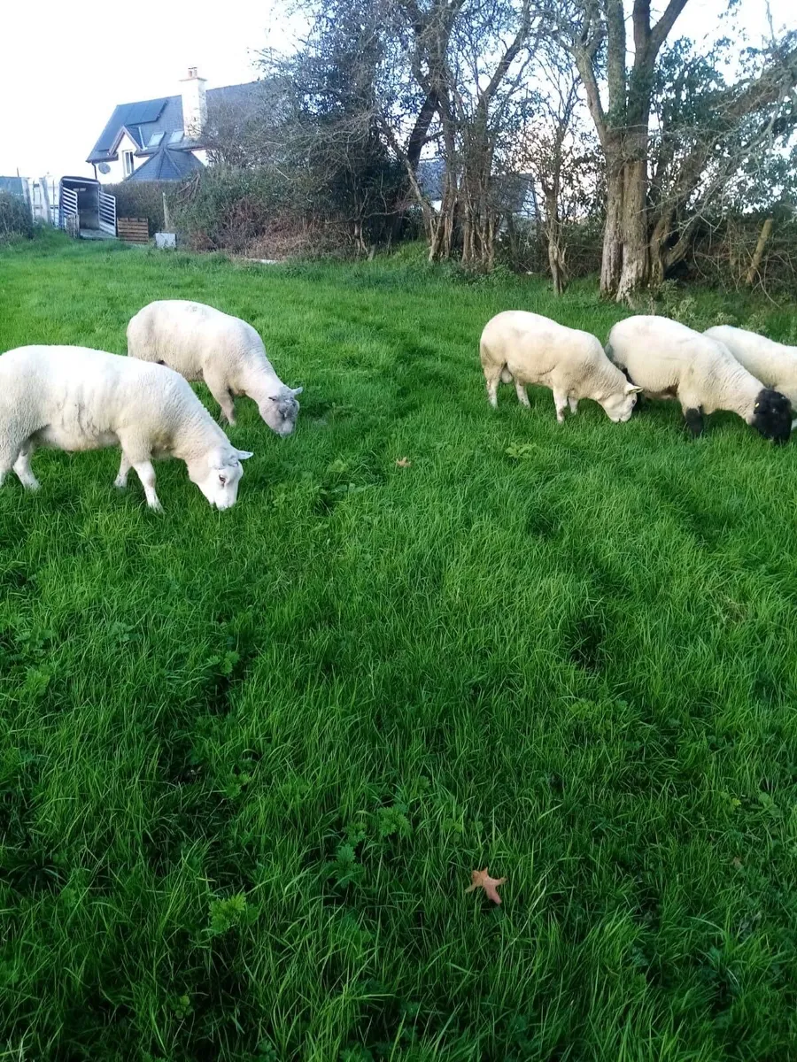 Cheviot Texel Suffolk Charollis Rams look - Image 2