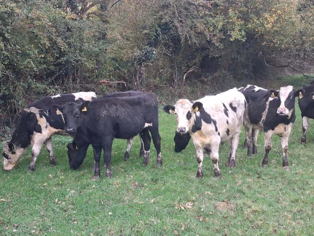 13 FRIESEN BULLOCKS FOR SALE - Image 3
