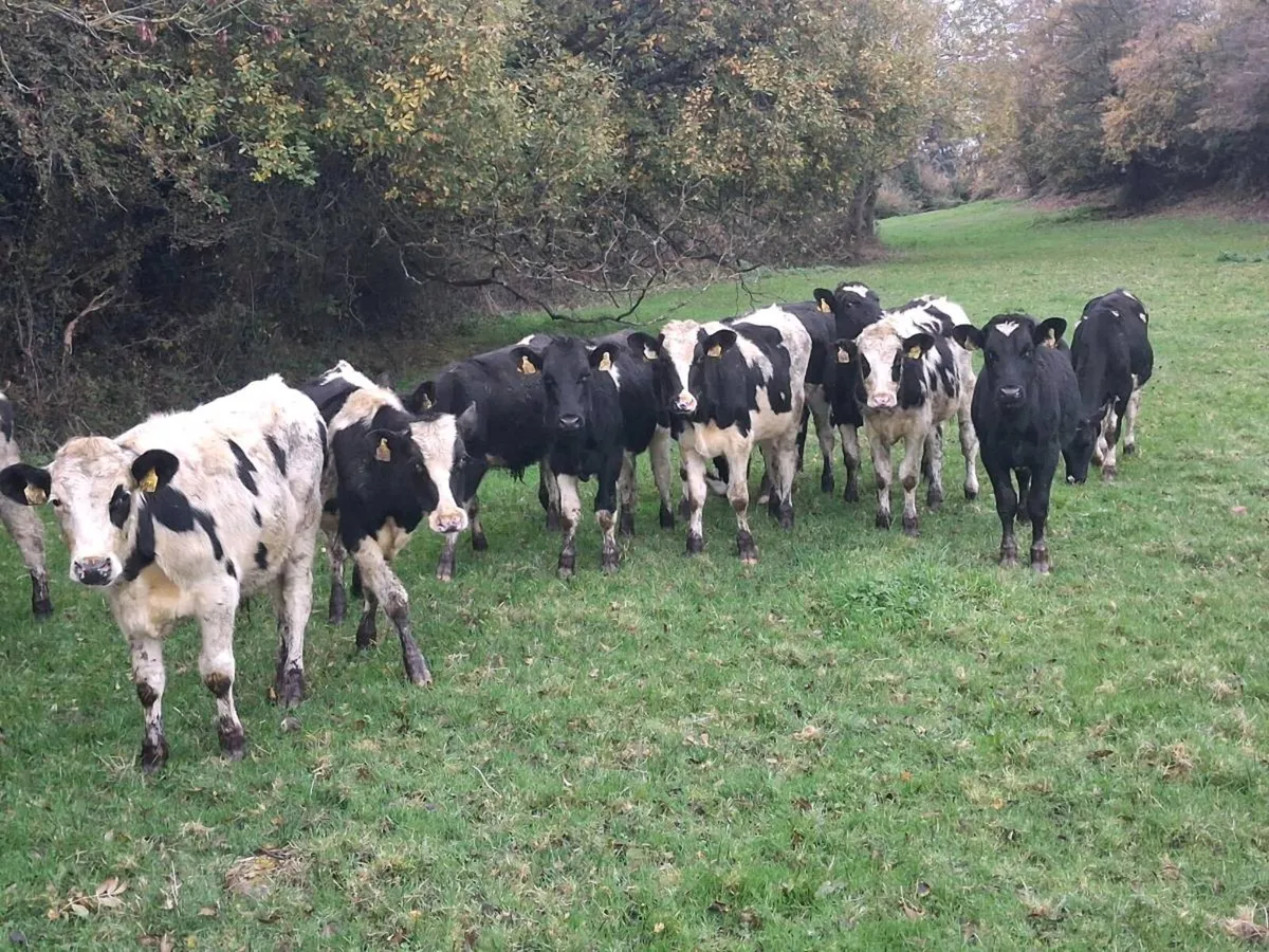13 FRIESEN BULLOCKS FOR SALE - Image 4