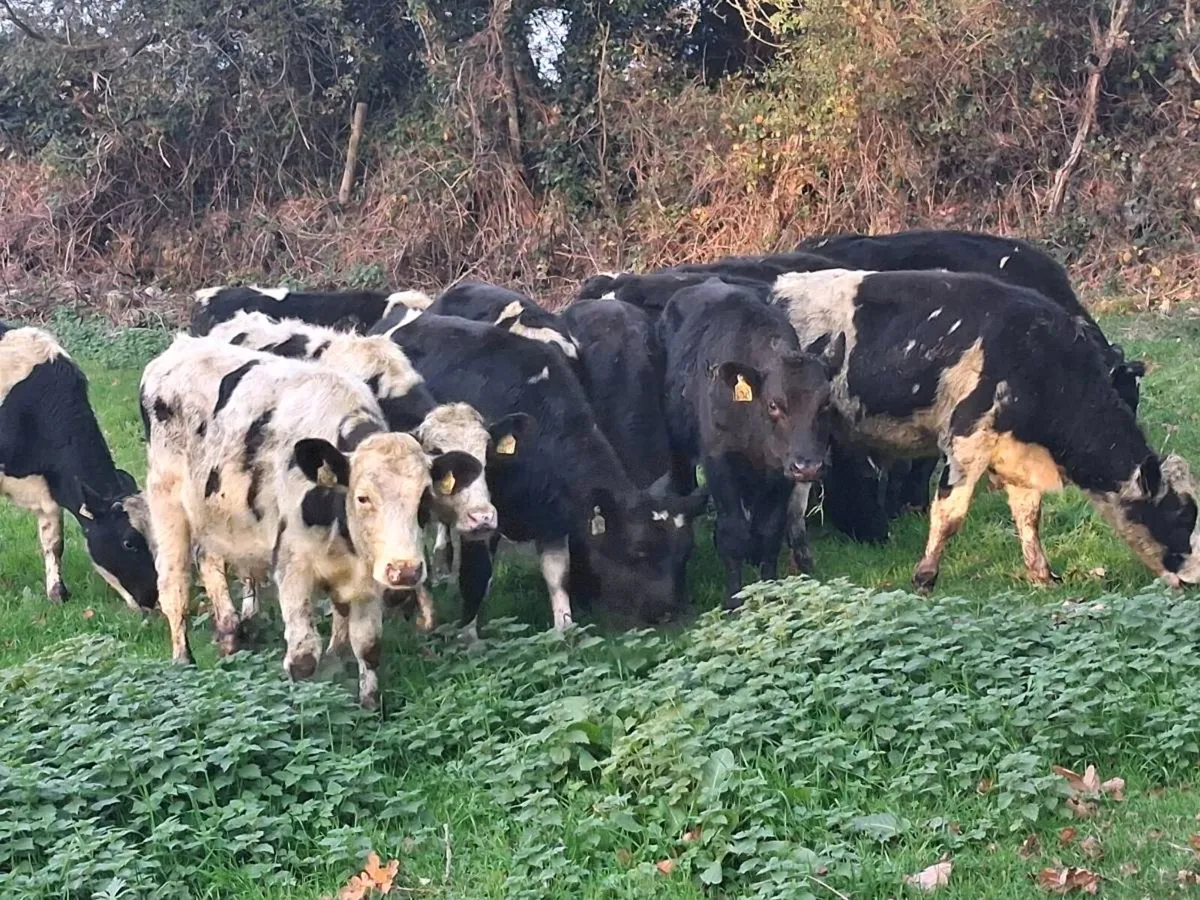 13 FRIESEN BULLOCKS FOR SALE - Image 2