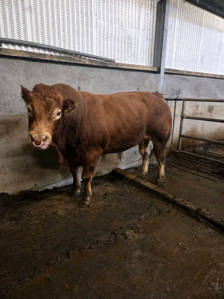 Limousine Bull - Image 2