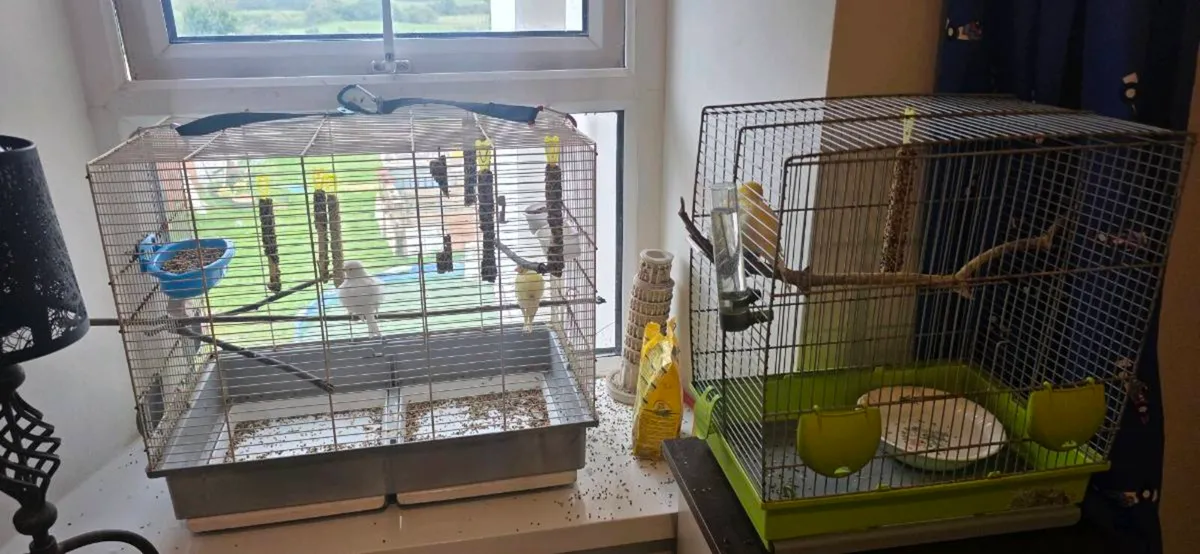 birds - Image 1