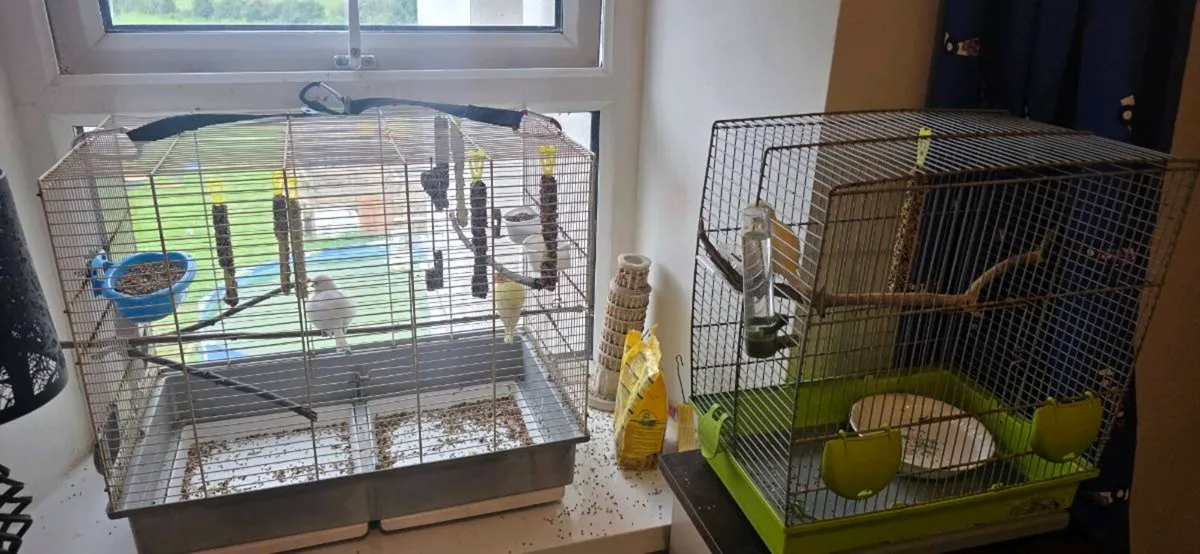 birds - Image 2