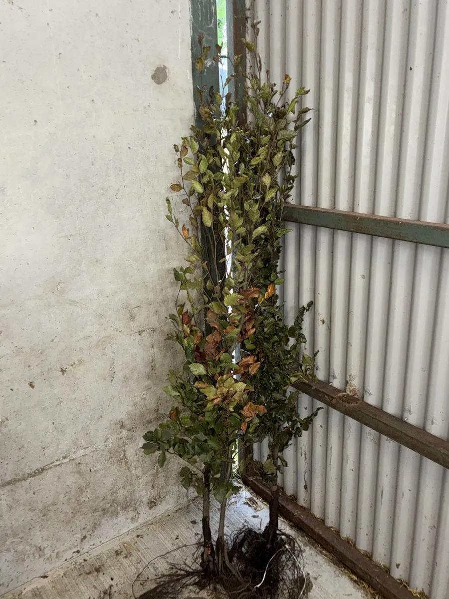 Green Beech Hedging 150-170cm - €5 each - Image 2