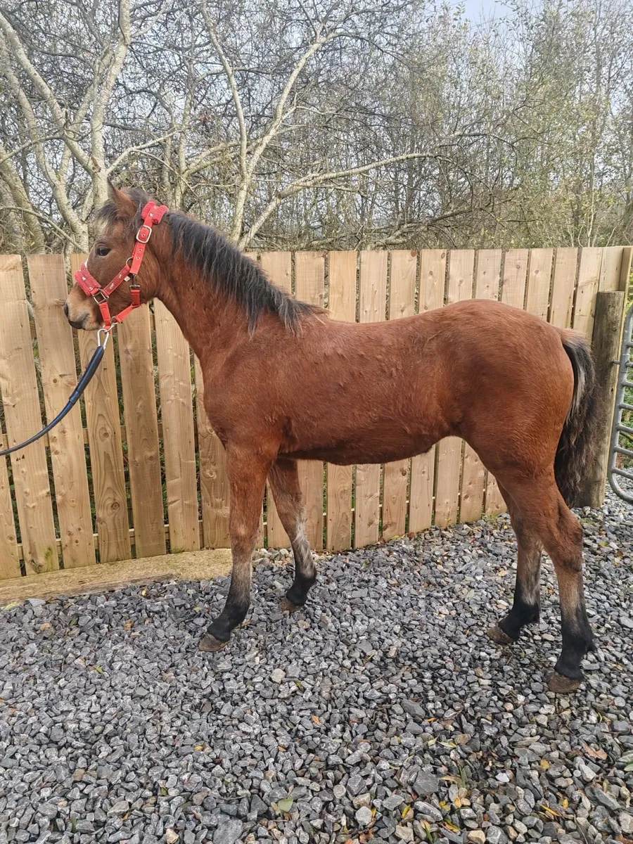 connemara pony - Image 1