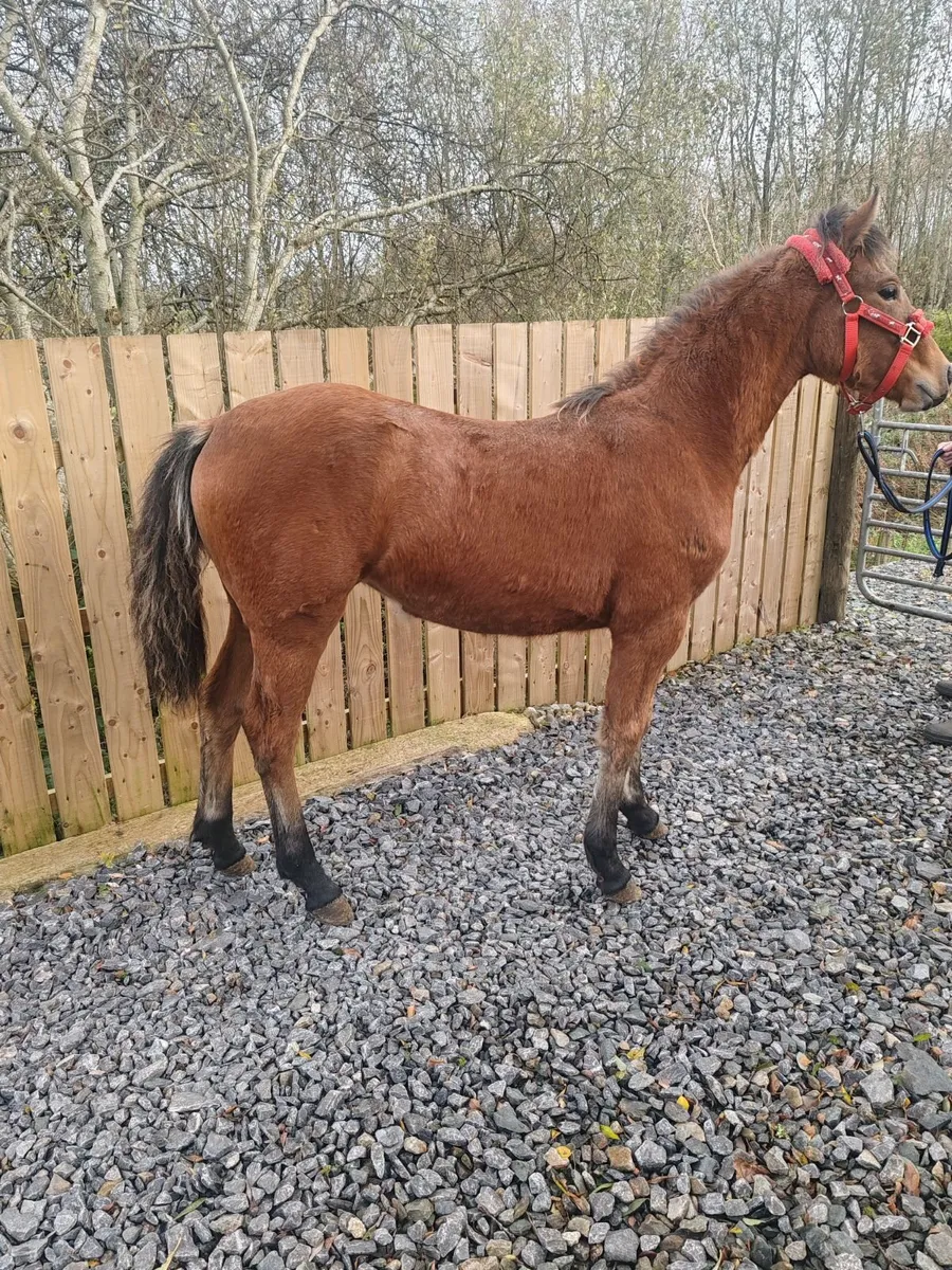 connemara pony - Image 2