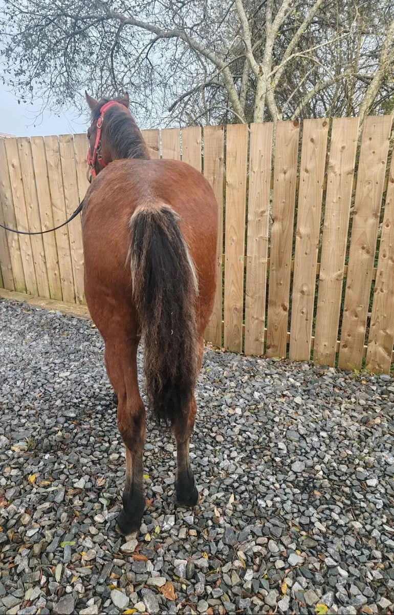 connemara pony - Image 3