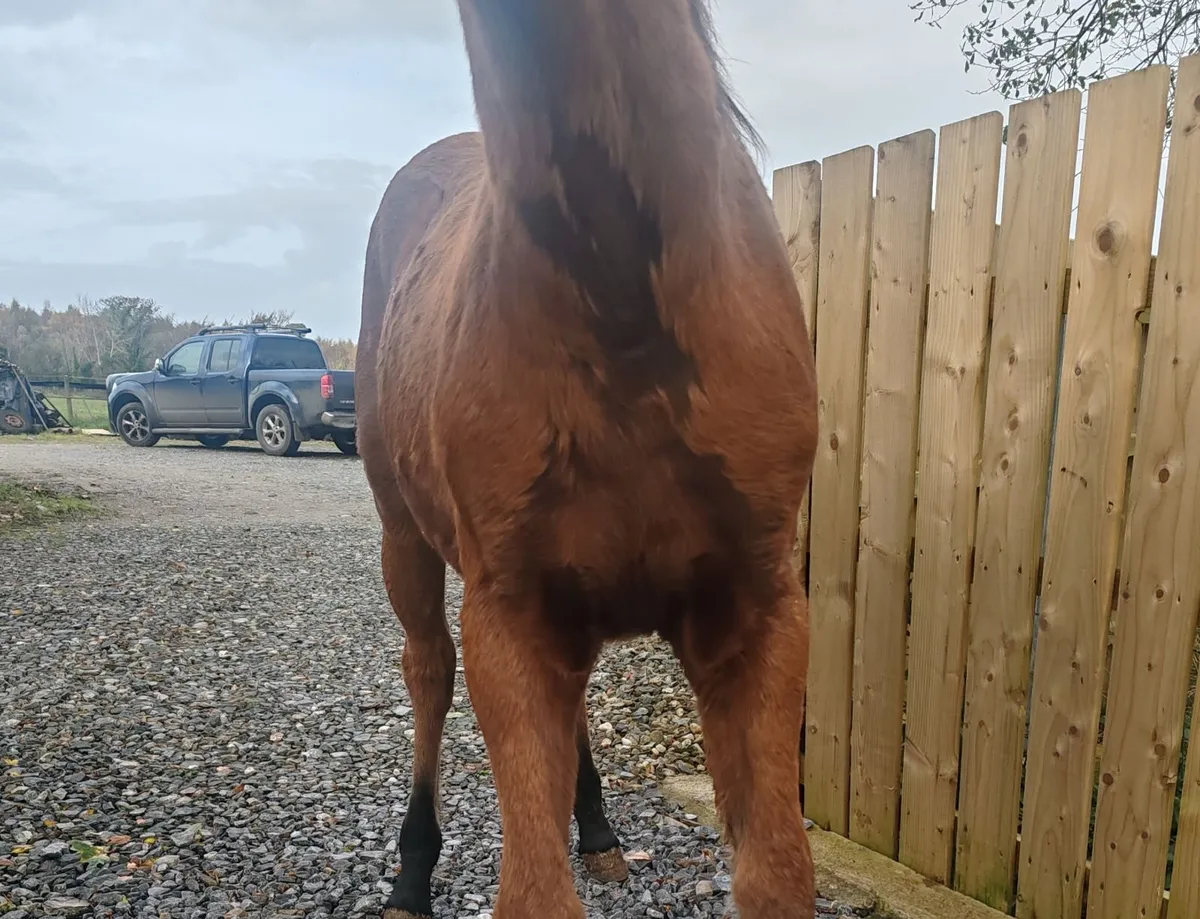 connemara pony - Image 4