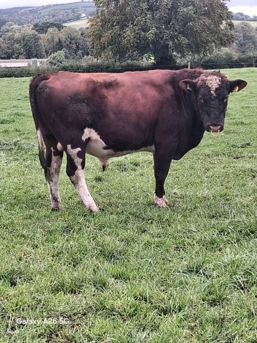 RED FRIESIAN BULL - Image 1