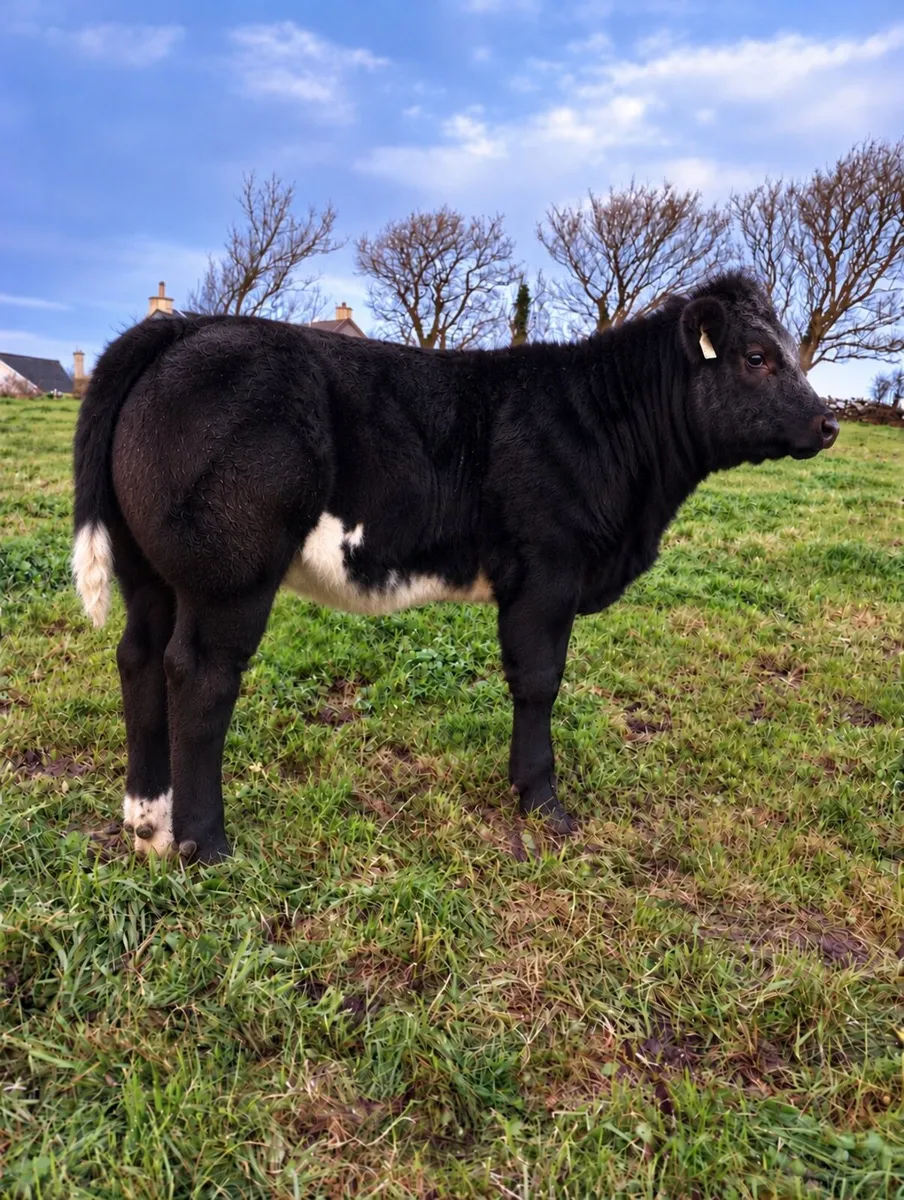 AI bred top quality weanlings Ennis mart 3rd Nov - Image 3