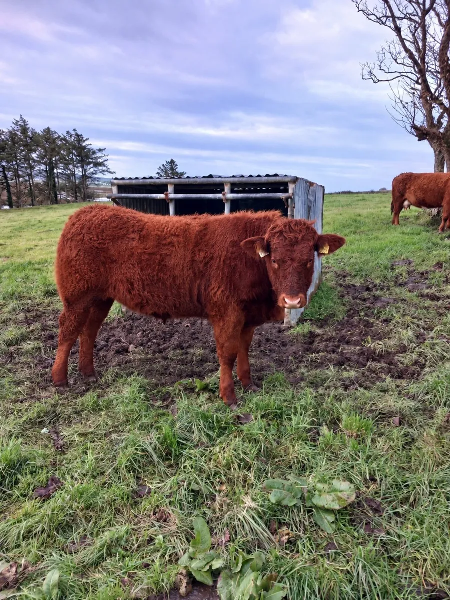 AI bred top quality weanlings Ennis mart 3rd Nov - Image 4