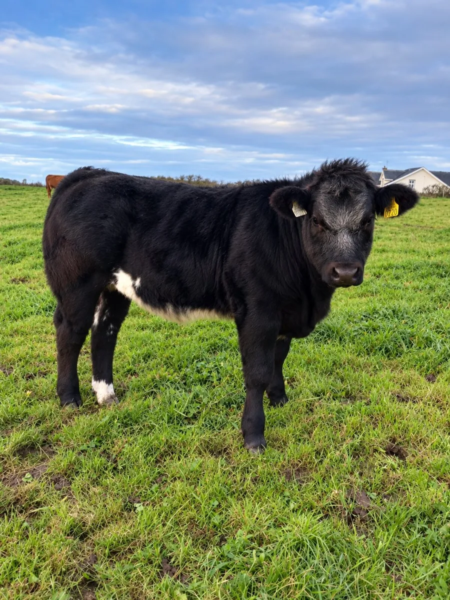 AI bred top quality weanlings Ennis mart 3rd Nov - Image 1