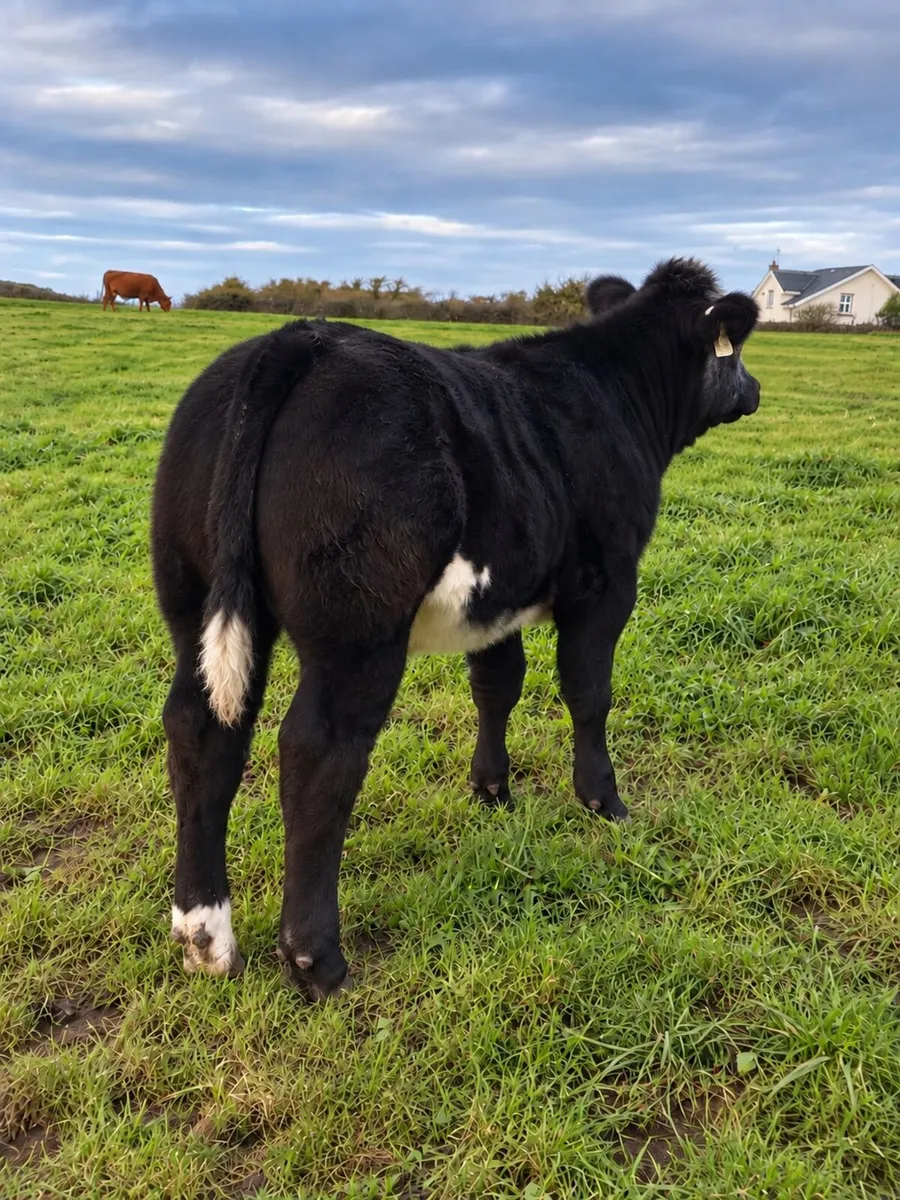 AI bred top quality weanlings Ennis mart 3rd Nov - Image 2