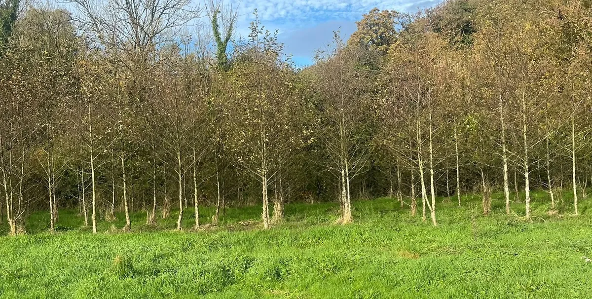 Mature trees Alder (10ft) Birch (15ft) Oak (8ft) - Image 1