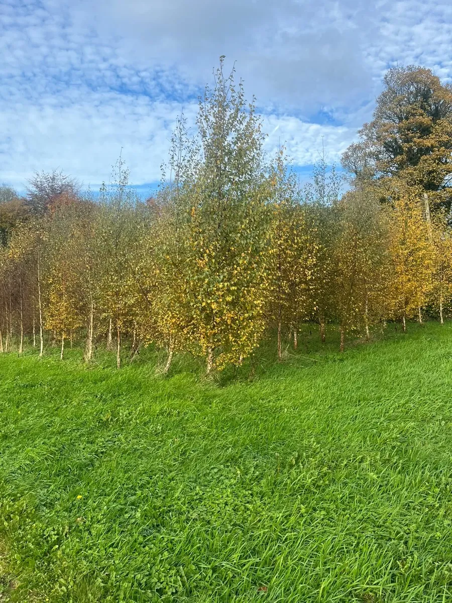 Mature trees Alder (10ft) Birch (15ft) Oak (8ft) - Image 2