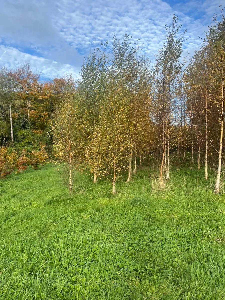 Mature trees Alder (10ft) Birch (15ft) Oak (8ft) - Image 4