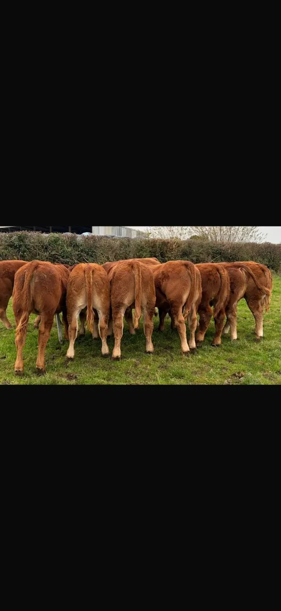 Weanling Bulls