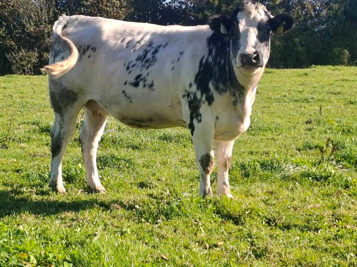 Bbx springer heifers calving November/December - Image 1