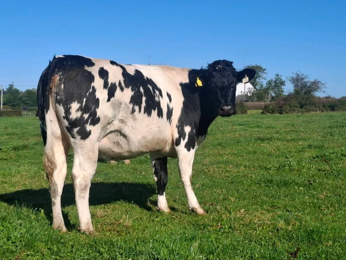 Bbx springer heifers calving November/December - Image 2