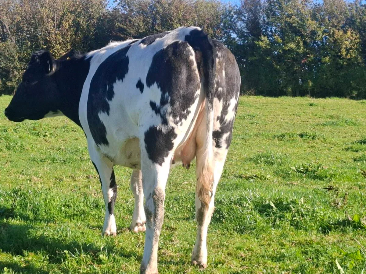 Bbx springer heifers calving November/December - Image 3