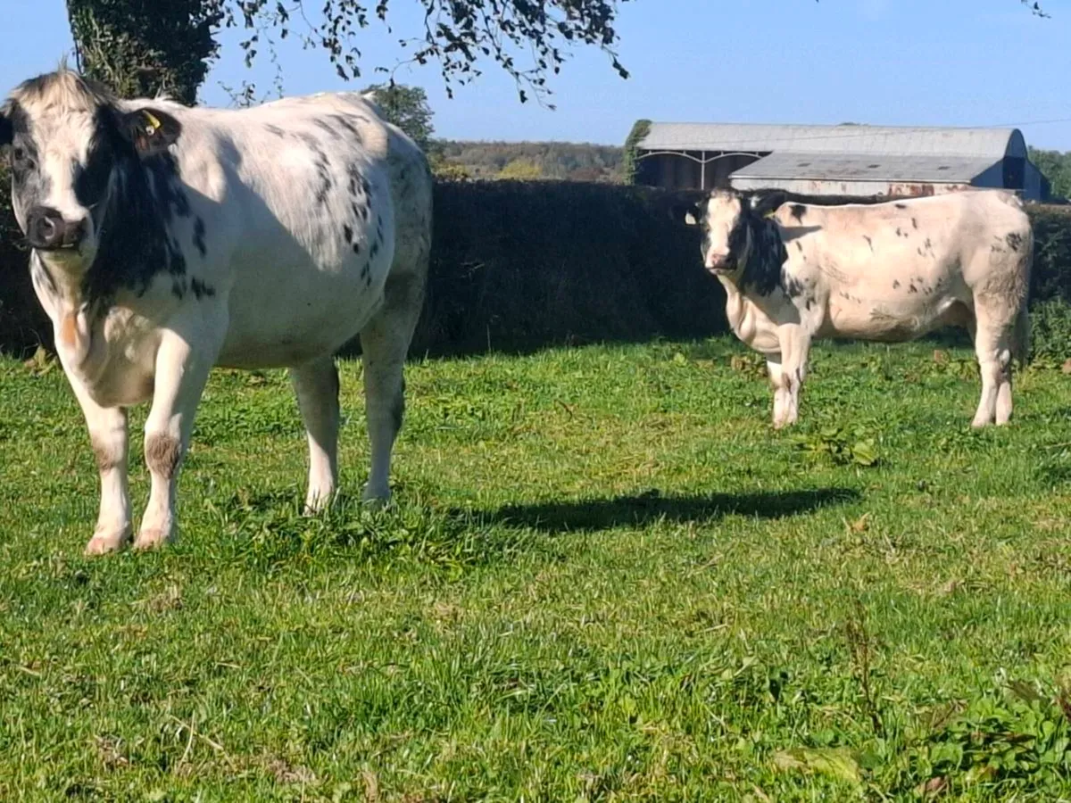 Bbx springer heifers calving November/December - Image 4