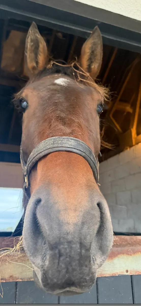 3yo Mare Goodluck VDL x Puissance - Image 1