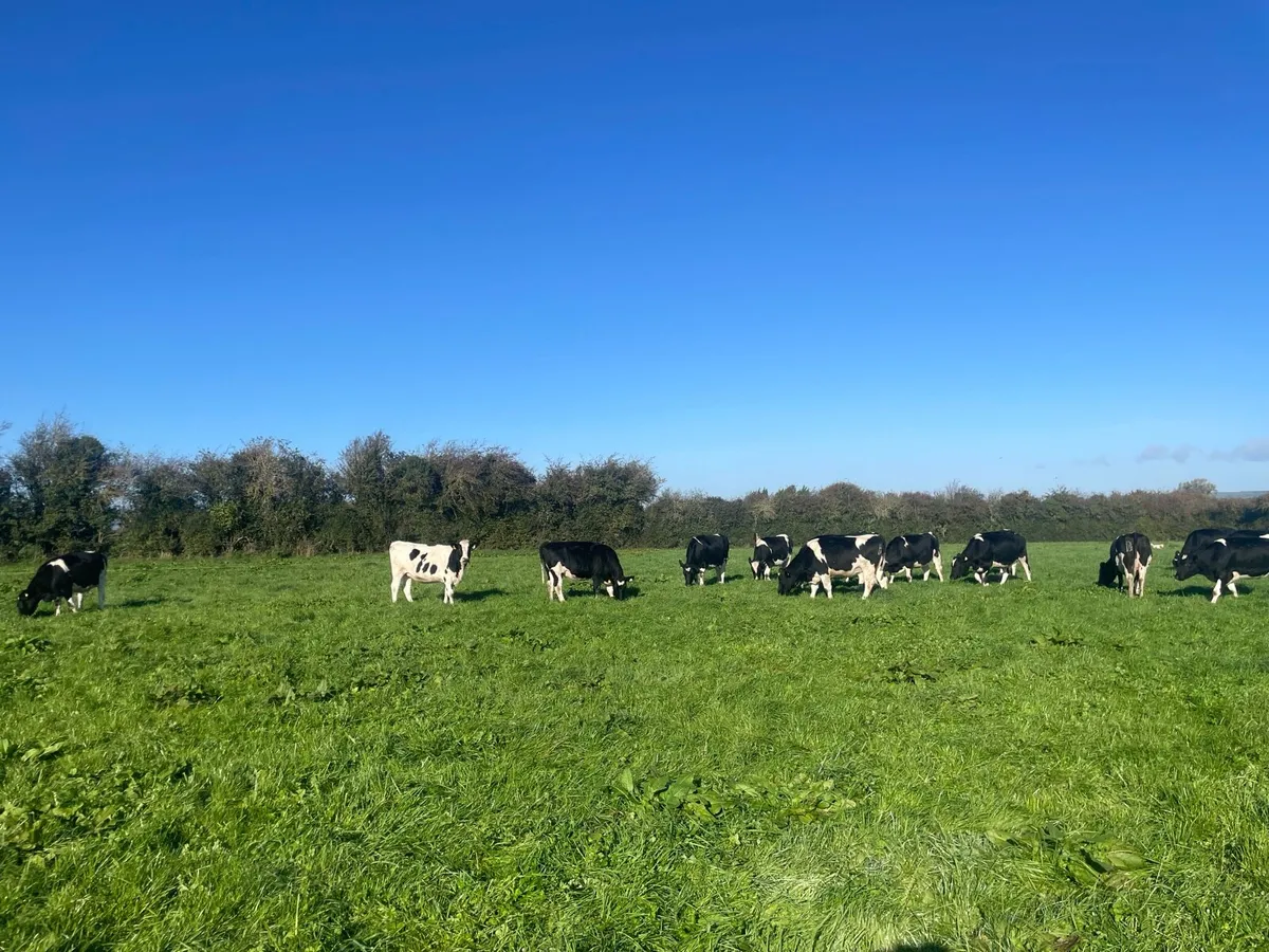In calf Fr heifers - Image 1