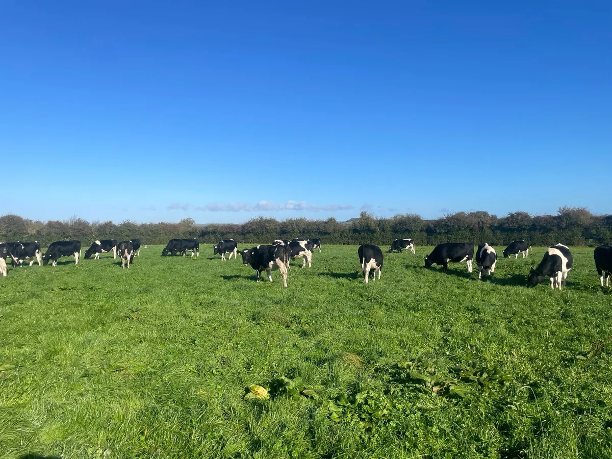 In calf Fr heifers - Image 2