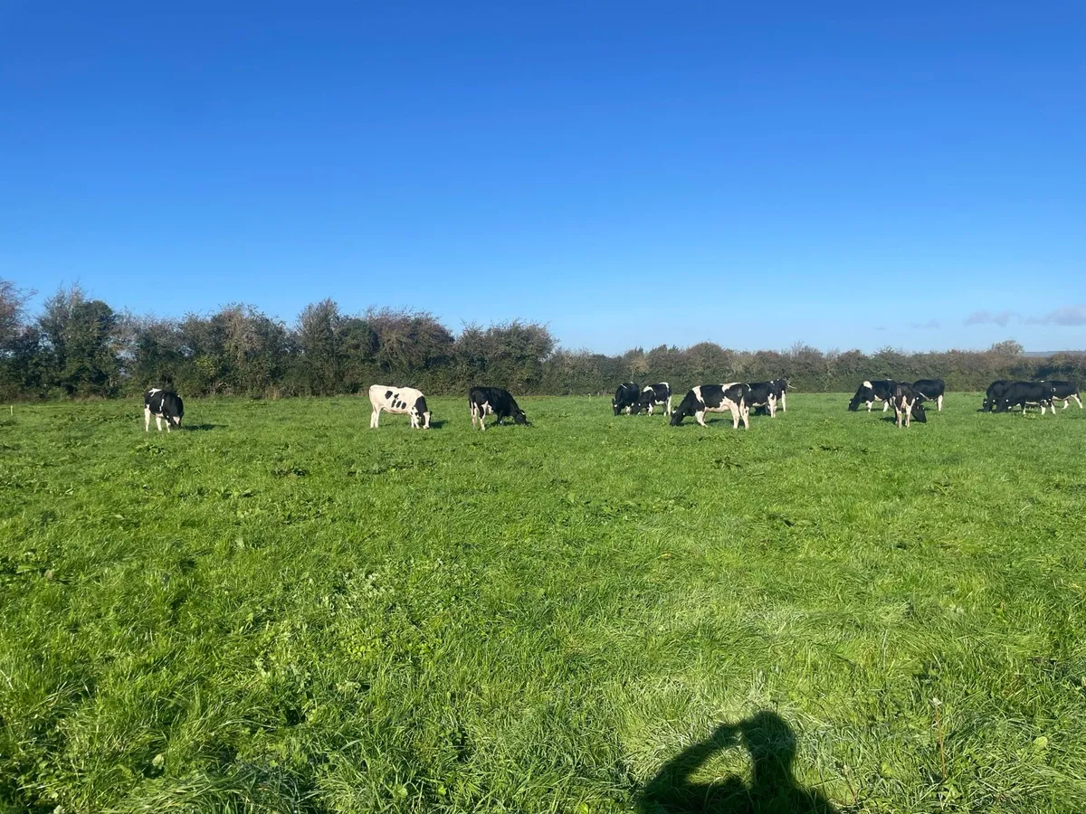 In calf Fr heifers - Image 3
