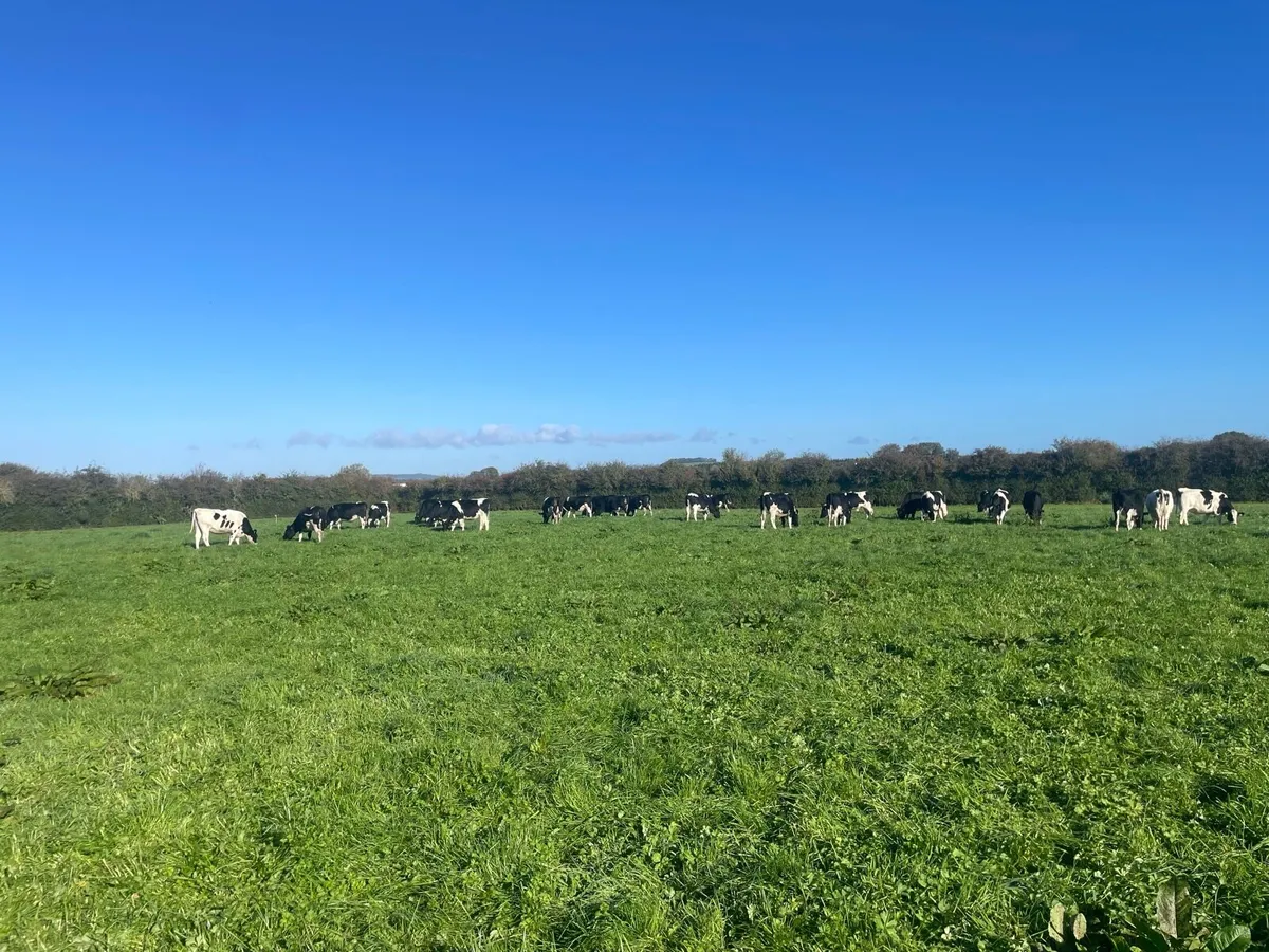 In calf Fr heifers - Image 4
