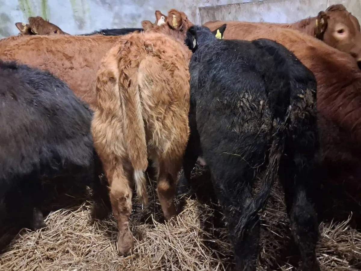 12 Limousin Weanling Heifers - Image 3
